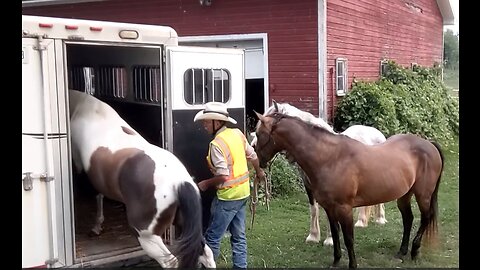 Horse trailer loading - 3 horses in 48 seconds - 11 July 2023