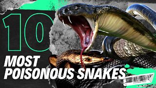 The 10 Most Poisonous Snakes in the World!