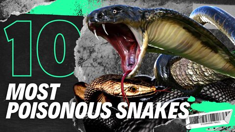 The 10 Most Poisonous Snakes in the World!