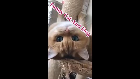 Funny Cat and Dog