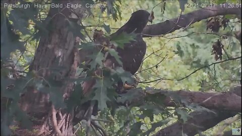 Hays Eagles Juvenile H13 visits nest up to attic and awesome fly off! 7.17.21 1117AM