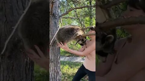 #shorts Смешные Еноты Из Тик Ток 67 Funny Tik Tok Raccoons