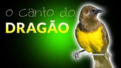 DRAGÃO | Pássaros Cantando na Natureza ao Amanhecer | Vida no Campo