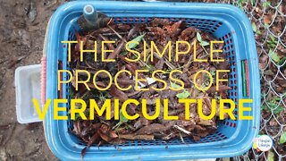 Vermiculture - The Simple Process to Make Worm Tea