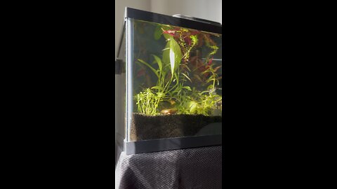 10g Fish tank