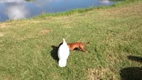 Adorable Dachshund Finds Unusual Playmate