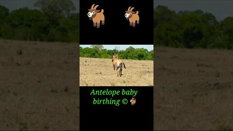 Antelope baby birthing ©#shorts #shortsfeed #youtubeshorts
