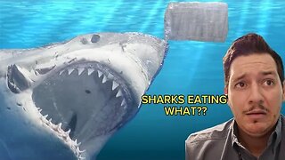 Florida Sharks Eating Cocaine??