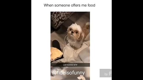 When someone offers me food 🐶