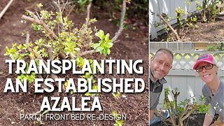 🌿 Transplanting Our Established Azaleas (Part 1: Front Garden Bed Re-design) 🌿