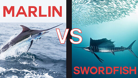 Marlin Vs Swordfish: What's the Difference?