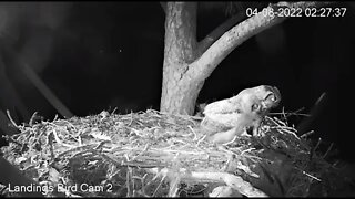 An Early Morning Snack 🦉 4/8/22 02:26
