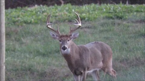 BIG Illinois buck in the back yard while I'm in the hot tub!