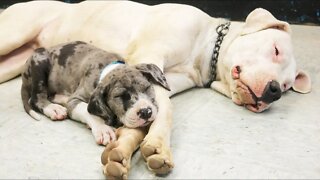 Introducing a 5 Week Old Great Dane Into Our Pack