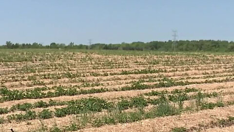 Dry weather in May is hitting some Michigan strawberry growers hard