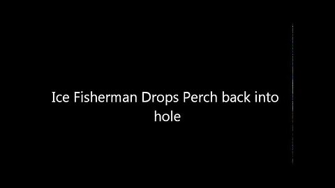Ice Fisherman Drops Perch back Down the Hole