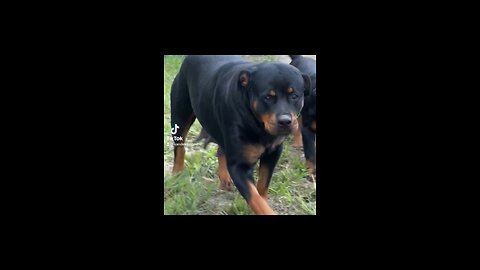 Piper & Zeus’s Rottweiler pup