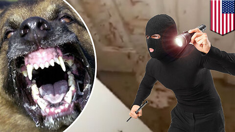 Guard dog: german shepherd attacks intruder, family returns to find blood on the walls - TomoNews
