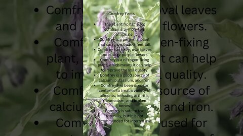 🌿Comfrey Facts🌿 #shorts #herbalism #homesteading #gardening