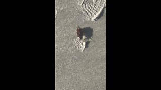 Florida beach goer