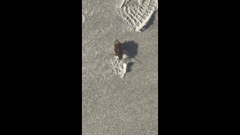 Florida beach goer