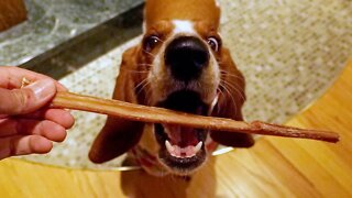 My Bully Sticks Edible Chews Review