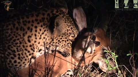 Female Leopard Catches Big Impala Ram