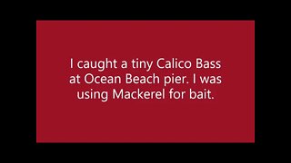 Ocean Beach Pier fishing! Bonito! Calico Bass! Mackerel! in 2016!