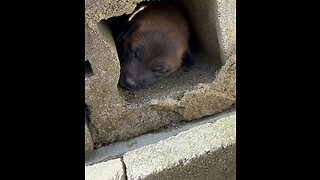 Puppies get stuck inside concrete blocks