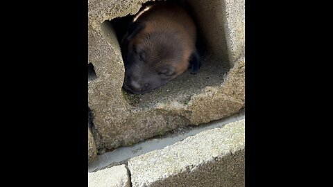 Puppies get stuck inside concrete blocks