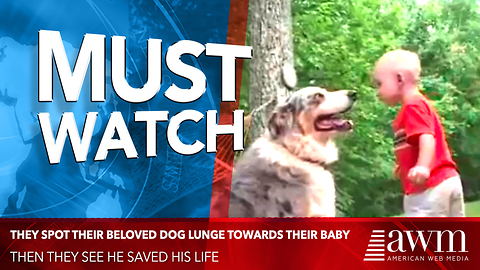 Out Of Nowhere They Spot Their Beloved Dog Lunge Towards Their Baby. Then They See He Saved His Life