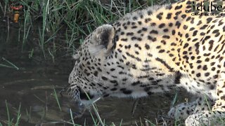 Leopard Drinking