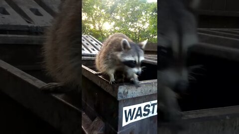 Raccoons stuck inside garbage bin