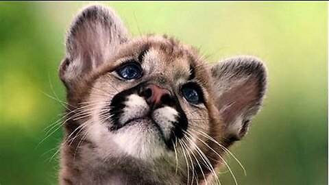 Cute Animals Video 😍😍😍.