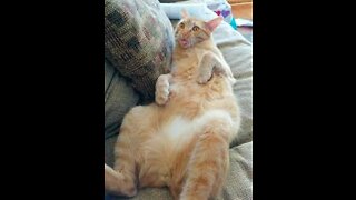 Funniest Cats 😹 - Don't try to hold back Laughter 😂 - Funny Cats Life (16)