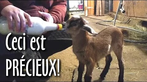 🐐🍼Nourrir UN BÉBÉ CHÈVRE au BIBERON, c'est précieux! #159