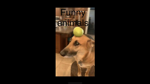 Funny animal videos