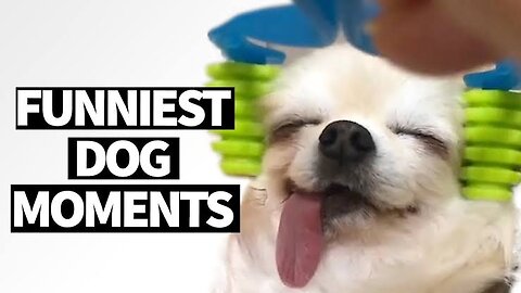 Dog funny video | very funny you do not control laughing