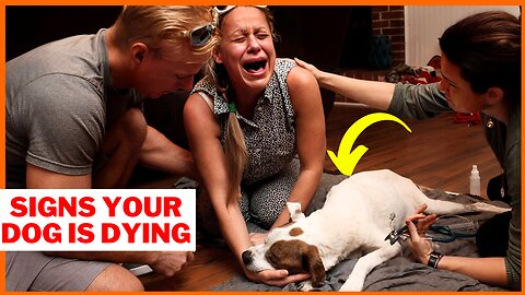 🚨 Signs Your Dog is Dying: Crucial Signals Every Dog Owner Must Know! 🐶 | Animal Vised