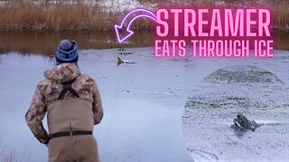 Fish Busting Through the Ice to Eat!