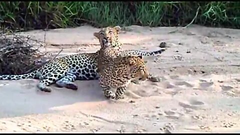 WILDlife: Leopards Breeding