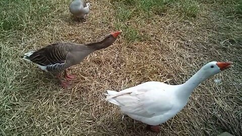 Geese knew I was feeding the ducklings 28th July 2022