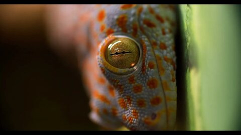 Eye of gecko gecko close up beautiful color combination