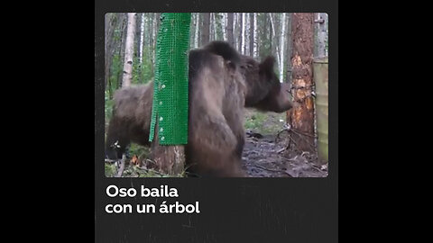 Oso disfruta rascándose la espalda en el bosque