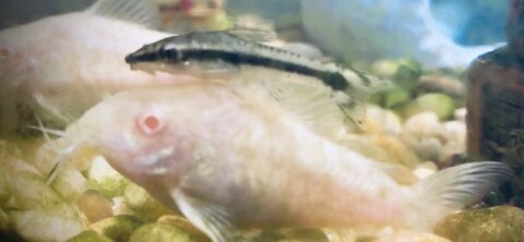 Aquarium Otocinclus riding Cory Catfish