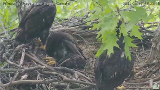 Hays Eaglet H13 makes a whoops! 2021 05 12 16:24