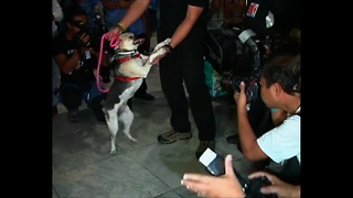 Hero Dog To Become Animal Ambassador