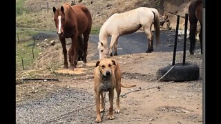 Discussion on Progress of Training Dog with Horses