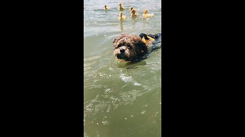 Swimming together