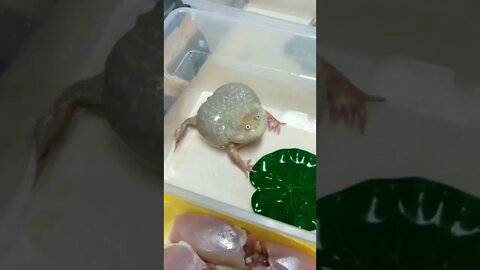Budget frog screaming !!!